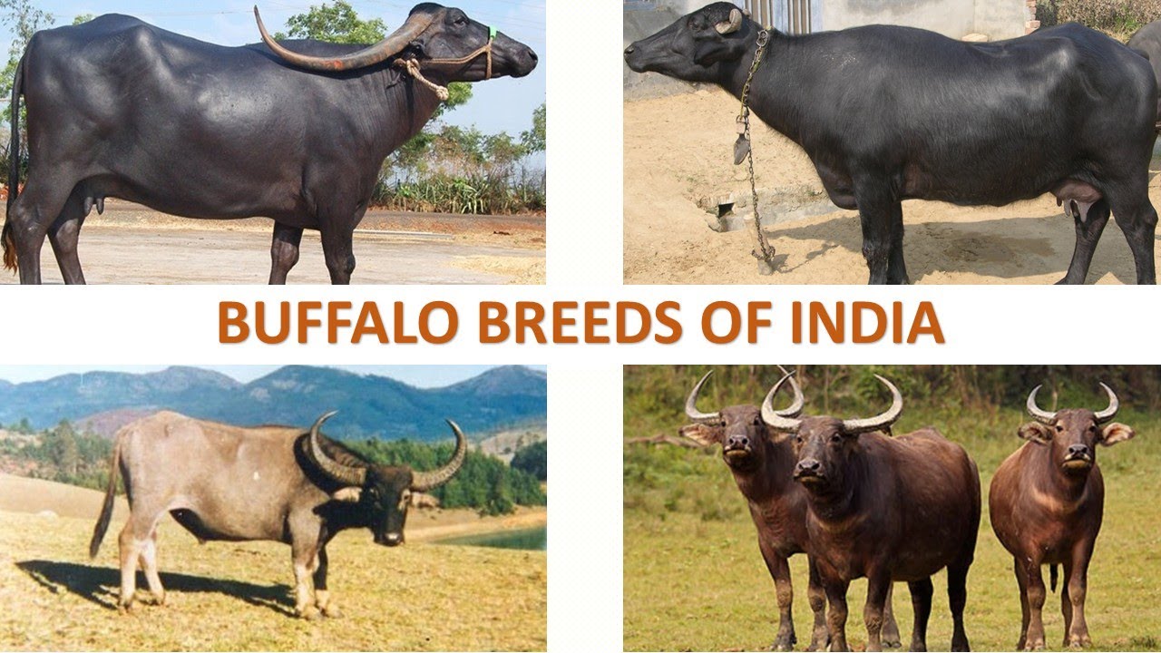 Buffalo Breeds Of India Livestock Indian Animals YouTube Buffalo Breeds Of India Livestock Indian Animals YouTube