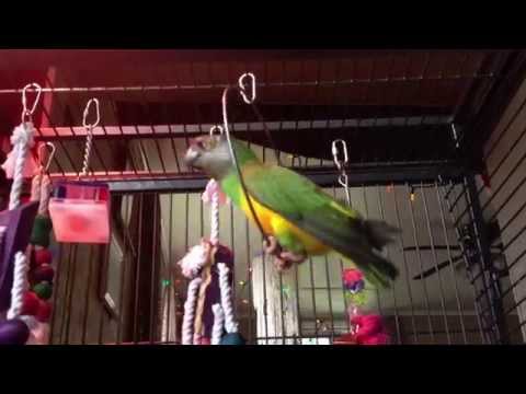 birdbrain-the-parrot-wishes-you-a-happy-bird-day!