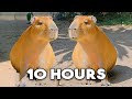 The capybara song official music  10 hour loop 