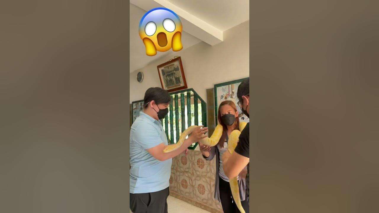 😱🪱🪱BALL PYTHON | SNAKE TEMPLE | PENANG #shorts - YouTube