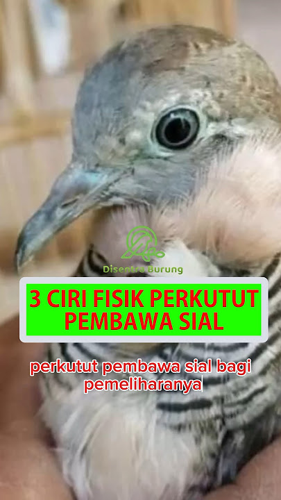 3 Ciri Fisik Perkutut Pembawa Sial #shorts #perkutut #katuranggan #burungperkutut #perkututlokal