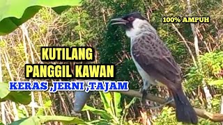 Suara pikat kutilang ampuh 100%bikin kutilang liar emosi durasi panjang | cocok Panggilan \u0026 Masteran