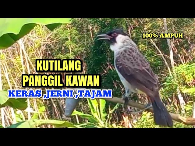 Suara pikat kutilang ampuh 100%bikin kutilang liar emosi durasi panjang | cocok Panggilan & Masteran class=