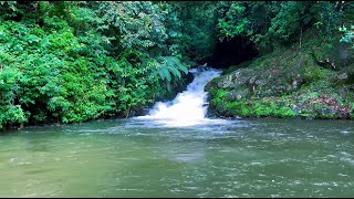 Relaxing NatureSounds 3h, Mountain River Sounds, Forest Sounds, Soft Wind Sounds, ASMR