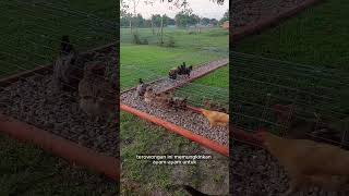 Kenapa Ayam Ini Dibuatkan Terowongan?