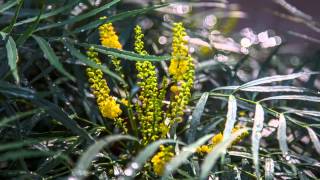 Perfect Shade Garden Plant  Soft Caress Mahonia Offers Winter Blooms & Evergreen Foliage All Year