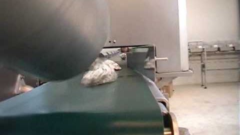 Cube Seafood - Oyster Video Grader Since 2004