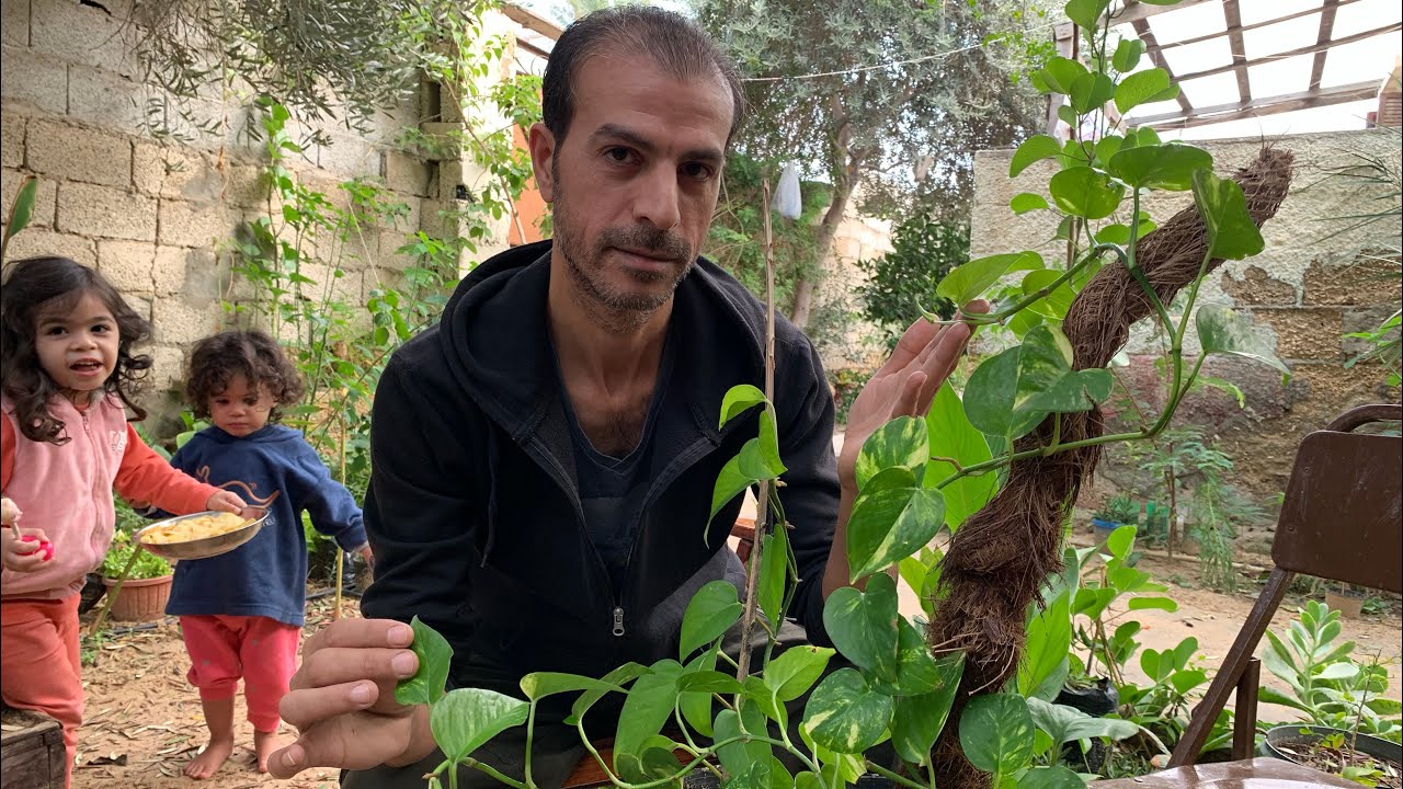 كيف تجعل نبات البوتس ينمو ويتمدد بسرعة وبأوراق كثيفة ونضرة ، أسرار زراعة وإكثار وتسميد نبتة البوتس