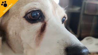 13yearold Beagle Zarechin's quirks  Part 2!