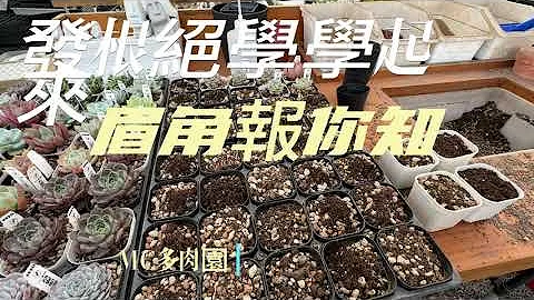 多肉發根絕學老闆眉角報你知 【 MC多肉園 】MC Succulent plant Vlog - 天天要聞