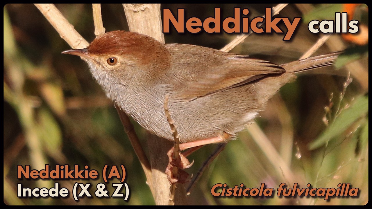 Neddicky song and calls