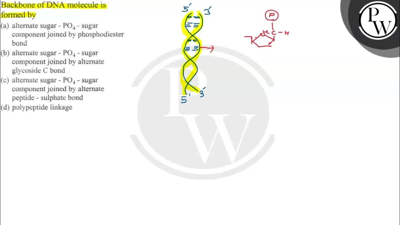 Backbone of DNA molecule is formed by (a) alternate sugar \( \mat