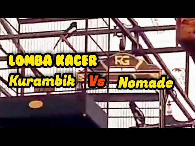 LOMBA KACER - DUET KACER KURAMBIK VS NOMADE 14 JAN 2024 / NOMADE MULAI STABIL class=