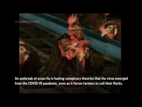 Bird flu hatches conspiracy theories amid COVID-19