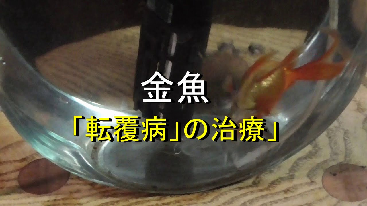 金魚の転覆病の治療 Youtube