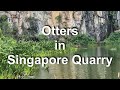 Otters in Singapore Quarry, Upper Bukit Timah Area near Railmall