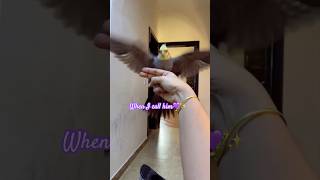 Cockatiel Reaction calling Name❤️#cockatiel #bird #calopsita #birds #cutebirds #parrot #cockatiels