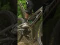 Chain-Drive Vs Belt-Drive ‼️❓