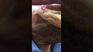 The ear flicking 🤣😹😻🫶😏😸🤭 #shorts