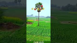 #गांव 🌾🌾🛖🛖#villagelife#kisan#farming#villagevlog #trending#shorts#viralvideo