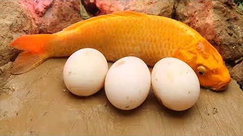 Dừng chuyển động ASMR【Animation】/ Món ăn nguyên thủy Cá vàng dưới bùn- Nấu ăn bất thường ! #p05