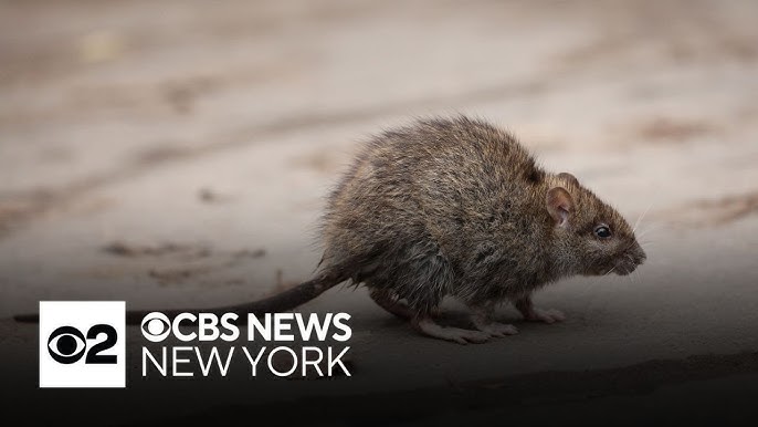 Nyc Reports Decline In Rat Sighting Reports