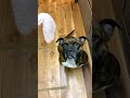 【閲覧注意】ヤバすぎる生肉爆食い犬の飯www【飯テロ/MUKBANG】#shorts