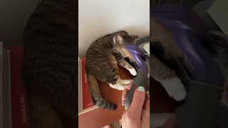 The Best Deshedding Brush On The Market The Pack