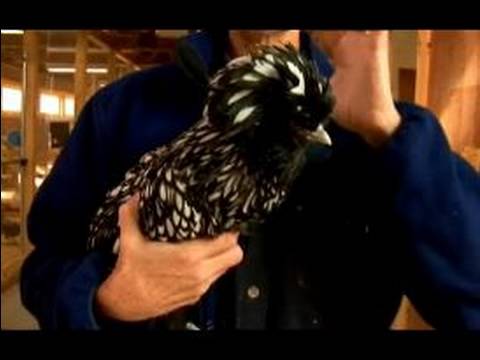 Understanding Chickens Eggs Top Hat Chickens Youtube Understanding Chickens Eggs Top Hat Chickens Youtube