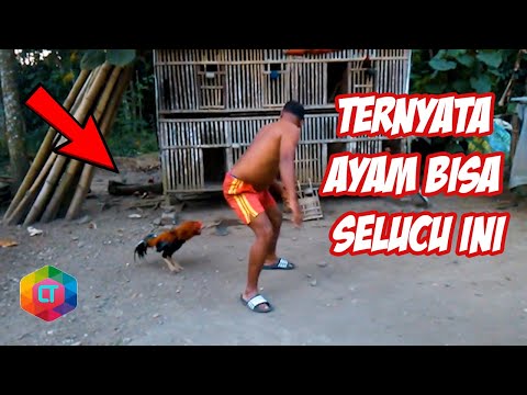 TERNYATA AYAM BISA SELUCU INI 5 Momen Terlucu Orang Di Serang  Ayam