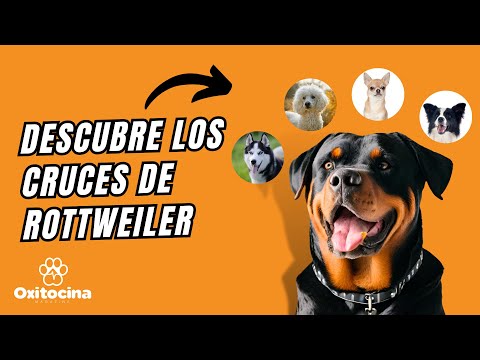 Video: 12 razas de perros con abrigos únicos
