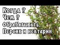 ТРЕТЬЯ ОБРАБОТКА ПЕРСИКА ОТ КУРЧАВОСТИ ЛИСТЬЕВ