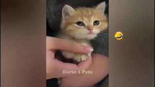 Best Cats Videos  Best Funny Animal Videos # 1