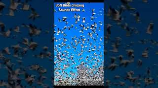 Soft birds chirping sound effect ♥️♥️ #birds #sounds #shortsfeed #shorts screenshot 5