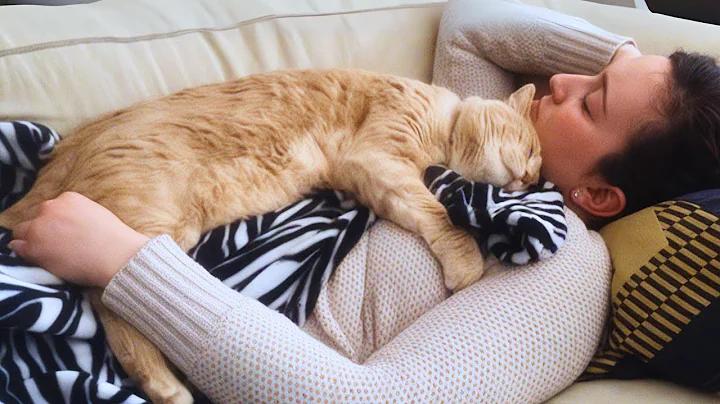 Sweetest Cat You Will Ever See Shows Some Love For His Human