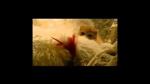 Video 7760071: chaton exotic shorthair