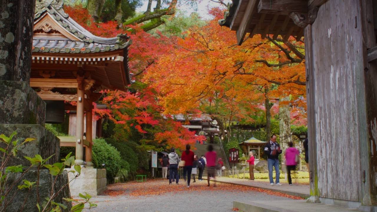 佐賀 大興善寺 紅葉 Time Lapse November 16 Youtube