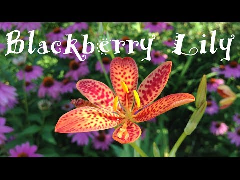 Βίντεο: Blackberry Lily Care - Συμβουλές για την Καλλιέργεια Blackberry Lilies