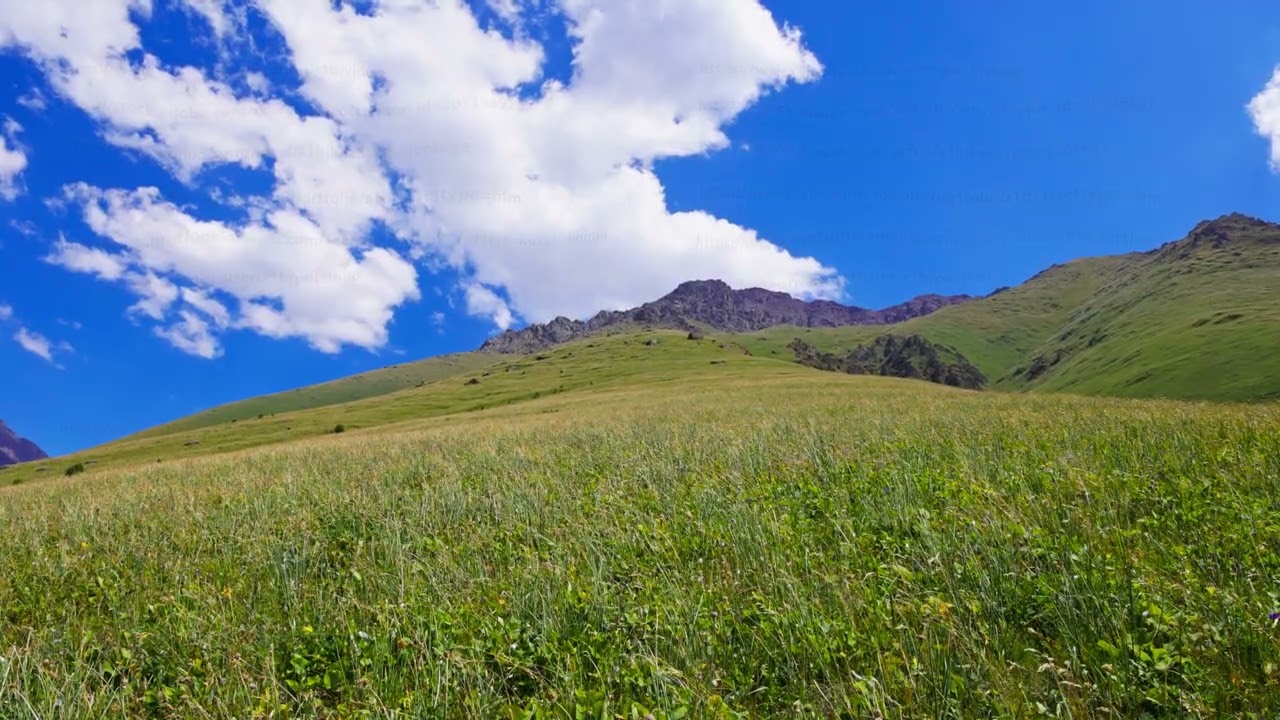 Majestic mountain range with wildflowers under blue sky, static camera