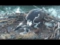 5/23/17 ~ BOULDER COUNTY OSPREY, MOM REMOVES DEAD CHICK FROM NEST BOWL