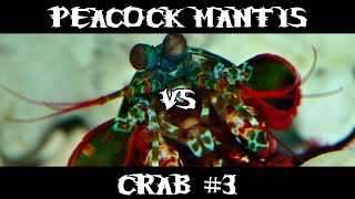 Peacock Mantis VS Crab #3