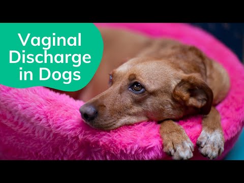 Vaginal Discharge in Dogs | Wag!