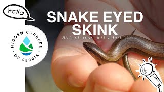 Wild Interviews S2 E10 European Copper Skink