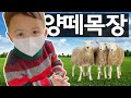 아빠와 아들이 양떼목장 체험을 하다 거친 양에 깜짝 놀랬어!? 🇰🇷🏴󠁧󠁢󠁷󠁬󠁳󠁿🐑