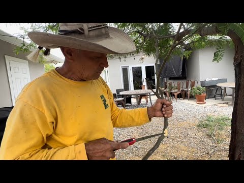ვიდეო: მესკიტის ხის მოჭრა - ისწავლეთ მესკიტის ხეების მოჭრა