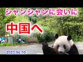 2023.06.10シャンシャンに会いに中国・四川へPART1 #シャンシャン #ベイベイ #パンダ #雅安 #碧峰峡パンダ基地 #中国