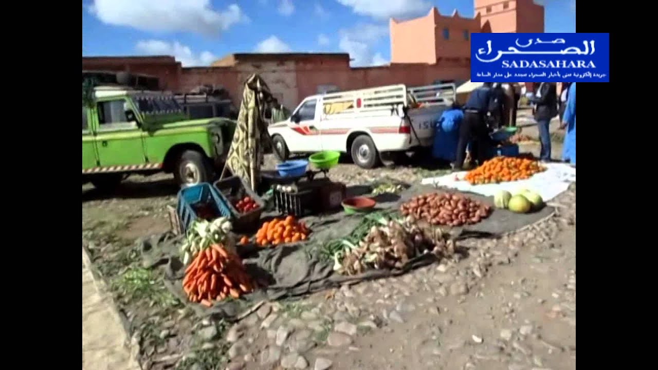 حيكون اصبويا في ضيافة صدى الصحراء