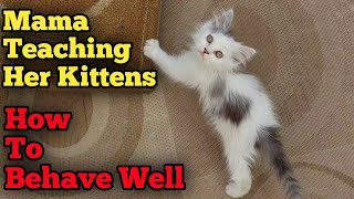 Cat Silky Teaching Her Kittens How To behave Good and Be A well-mannered kitty