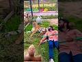 Episode 861animol love #tiger #lion #animals #love #wildlifeentertainment #trending #shortsfeed #vir