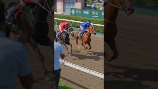 Smart horses 🐴 Good 💯😊 #horse #sports #fun
